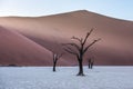 Dead Camelthorn Trees and red dunes, Deadvlei, Sossusvlei, Namibia Royalty Free Stock Photo