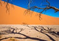 Dead Camelthorn Trees and red dunes in Sossusvlei, Namib-Naukluf