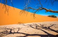 Dead Camelthorn Trees and red dunes, Sossusvlei, Namib-Naukluft Royalty Free Stock Photo