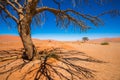 Dead Camelthorn Trees and red dunes in Sossusvlei, Namib-Naukluft National Park, Namibia