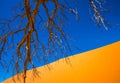 Dead Camelthorn Trees and red dunes, Sossusvlei, Namib-Naukluft Royalty Free Stock Photo