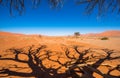 Dead Camelthorn Trees and red dunes, Sossusvlei, Namib-Naukluft Royalty Free Stock Photo