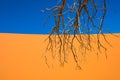 Dead Camelthorn Trees and red dunes, Sossusvlei, Namib-Naukluft Royalty Free Stock Photo