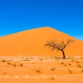 Dead Camelthorn Trees and red dunes, Sossusvlei, Namib-Naukluft Royalty Free Stock Photo