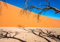 Dead Camelthorn Trees and red dunes, Sossusvlei, Namib-Naukluft Royalty Free Stock Photo