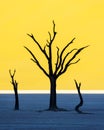 Dead Camelthorn Trees at sunrise Royalty Free Stock Photo