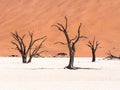 Dead Camelthorn (Acacia erioloba) Trees in Dead Vlei, Namibia