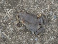 Dead cane toad on a road background