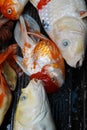 Dead Koi fish, diseases infected