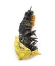 Dead caterpillar while transforming in chrysalid, isolated Royalty Free Stock Photo