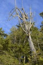 Dead cedar tree snag in the rainforest, Tonquin Beach