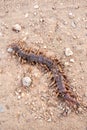 Dead centipede on sand floor Royalty Free Stock Photo