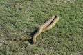Dead Checked Keelback Snake Royalty Free Stock Photo