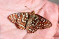Dead Checkerspot Butterfly Royalty Free Stock Photo