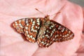 Dead Checkerspot Butterfly