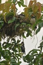 A Dead Chick and Rescue Effort by Mommy Bird