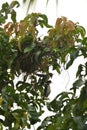 A Dead Chick and Rescue Effort by Mommy Bird