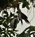 A Dead Chick and Rescue Effort by Mommy Bird