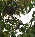 A Dead Chick and Rescue Effort by Mommy Bird