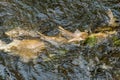 Dead Chinook Salmon during spawning season, Ketchikan Creek, Ketchikan, Alaska. Royalty Free Stock Photo