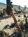 Dead cholla jumping cactus in Joshua Tree National Park Royalty Free Stock Photo