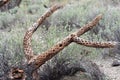 Dead Cholla wood Royalty Free Stock Photo