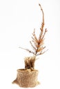 Dead Christmas tree Royalty Free Stock Photo