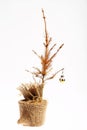 Dead Christmas tree Royalty Free Stock Photo