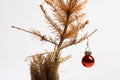 Dead Christmas tree Royalty Free Stock Photo