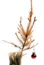 Dead Christmas tree Royalty Free Stock Photo