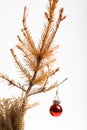 Dead Christmas tree Royalty Free Stock Photo