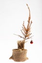 Dead Christmas tree Royalty Free Stock Photo
