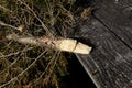 Dead Christmas tree on weathered wood porch Royalty Free Stock Photo