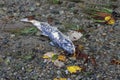 Dead Chum salmon Royalty Free Stock Photo