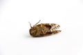 Dead Cicada bug