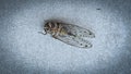 Dead Cicada Closeup on Floor Royalty Free Stock Photo