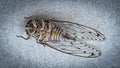 Dead Cicada Closeup on Floor Royalty Free Stock Photo