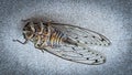 Dead Cicada Closeup on Floor Royalty Free Stock Photo