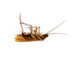 Dead Cockroach Royalty Free Stock Photo