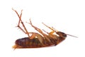 Dead Cockroach Royalty Free Stock Photo