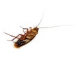 Dead cockroach Royalty Free Stock Photo