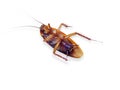 Dead Cockroach Royalty Free Stock Photo