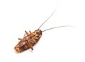 Dead cockroach Royalty Free Stock Photo