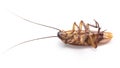 Dead cockroach Royalty Free Stock Photo