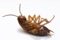 Dead Cockroach Royalty Free Stock Photo