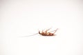 Dead cockroach Royalty Free Stock Photo