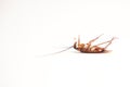Dead cockroach Royalty Free Stock Photo