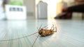 Dead cockroach on the floor Royalty Free Stock Photo