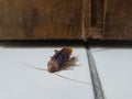 A dead cockroach on the floor. Brown in color. Royalty Free Stock Photo