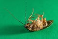 Dead cockroach on floor Royalty Free Stock Photo